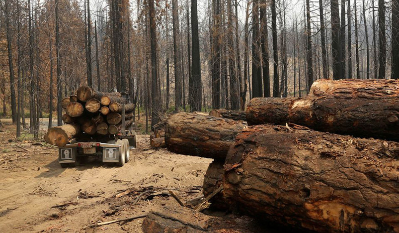 A logging truck is pictured among burned trees